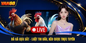 Đá Gà - Sảnh Cược Trực Tuyến Hấp Dẫn Dành Cho Anh Em