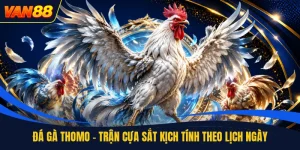 Đá Gà - Sảnh Cược Trực Tuyến Hấp Dẫn Dành Cho Anh Em